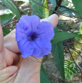 Fotografia da espécie Solanum laciniatum