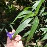 Fotografia 26 da espécie Solanum laciniatum do Jardim Botânico UTAD