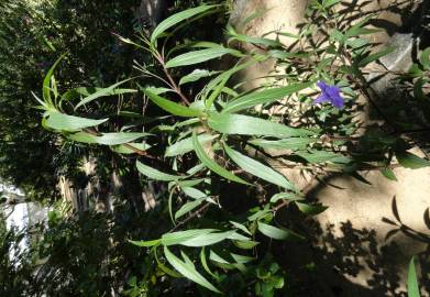 Fotografia da espécie Solanum laciniatum