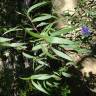Fotografia 27 da espécie Solanum laciniatum do Jardim Botânico UTAD