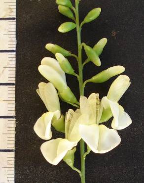 Fotografia 15 da espécie Styphnolobium japonicum no Jardim Botânico UTAD