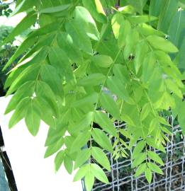 Fotografia da espécie Styphnolobium japonicum