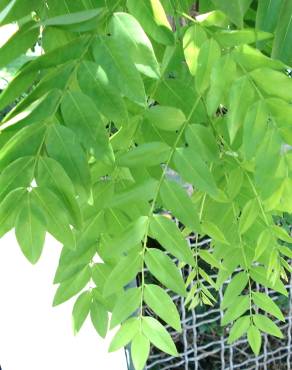 Fotografia 18 da espécie Styphnolobium japonicum no Jardim Botânico UTAD