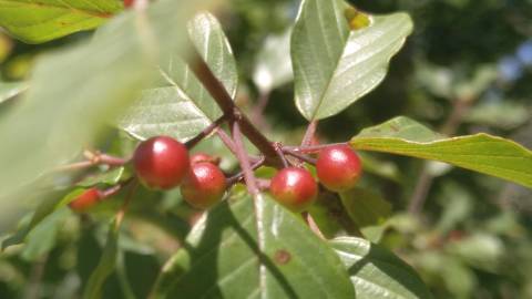 Fotografia da espécie Frangula alnus