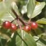 Fotografia 9 da espécie Frangula alnus do Jardim Botânico UTAD