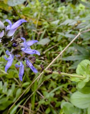 Fotografia 4 da espécie Plectranthus ornatus no Jardim Botânico UTAD