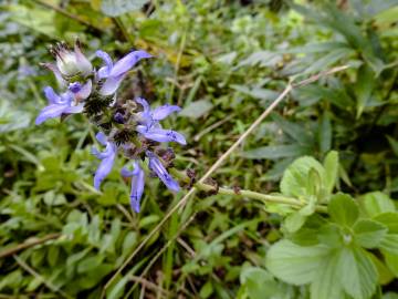 Fotografia da espécie Plectranthus ornatus