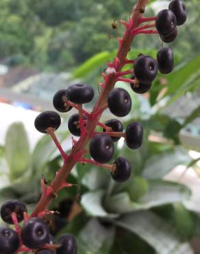 Fotografia 17 da espécie Phytolacca americana no Jardim Botânico UTAD