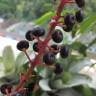 Fotografia 17 da espécie Phytolacca americana do Jardim Botânico UTAD