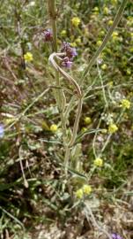 Fotografia da espécie Verbena bonariensis