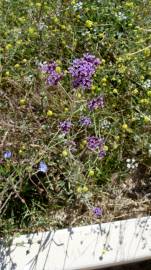 Fotografia da espécie Verbena bonariensis