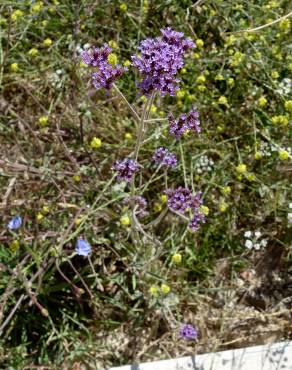 Fotografia 17 da espécie Verbena bonariensis no Jardim Botânico UTAD