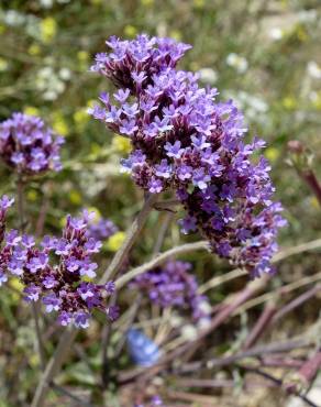 Fotografia 18 da espécie Verbena bonariensis no Jardim Botânico UTAD