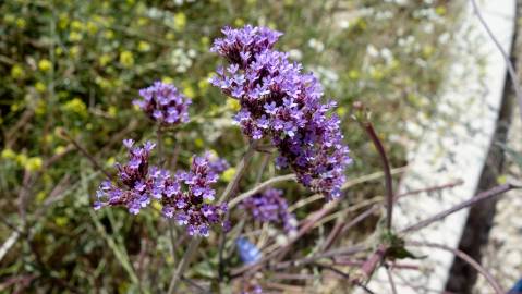 Fotografia da espécie Verbena bonariensis