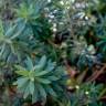 Fotografia 22 da espécie Daphne gnidium do Jardim Botânico UTAD