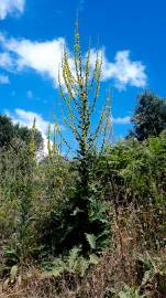 Fotografia da espécie Verbascum virgatum