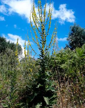 Fotografia 16 da espécie Verbascum virgatum no Jardim Botânico UTAD