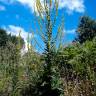 Fotografia 16 da espécie Verbascum virgatum do Jardim Botânico UTAD