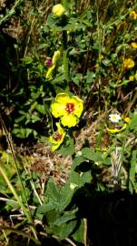 Fotografia da espécie Verbascum virgatum