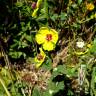 Fotografia 17 da espécie Verbascum virgatum do Jardim Botânico UTAD