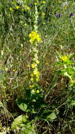 Fotografia da espécie Verbascum simplex