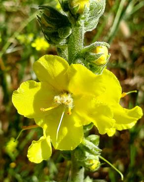 Fotografia 13 da espécie Verbascum simplex no Jardim Botânico UTAD