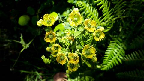 Fotografia da espécie Ruta chalepensis