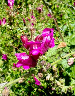 Fotografia 3 da espécie Antirrhinum linkianum no Jardim Botânico UTAD