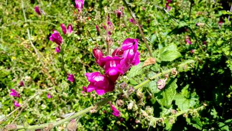 Fotografia da espécie Antirrhinum linkianum