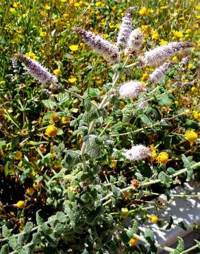 Fotografia 33 da espécie Mentha suaveolens no Jardim Botânico UTAD