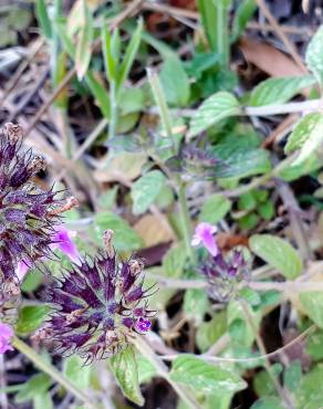 Fotografia 15 da espécie Clinopodium vulgare no Jardim Botânico UTAD