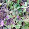 Fotografia 15 da espécie Clinopodium vulgare do Jardim Botânico UTAD