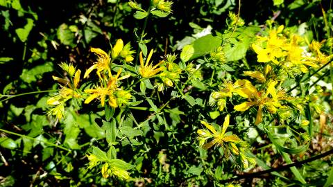 Fotografia da espécie Hypericum perforatum subesp. perforatum