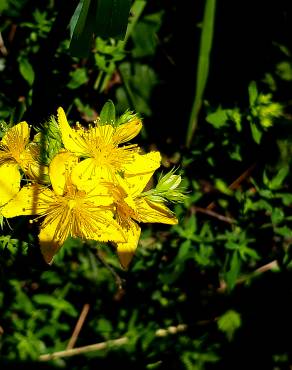 Fotografia 5 da espécie Hypericum perforatum subesp. perforatum no Jardim Botânico UTAD