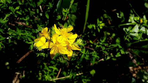 Fotografia da espécie Hypericum perforatum subesp. perforatum