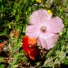 Fotografia 13 da espécie Papaver rhoeas do Jardim Botânico UTAD