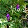 Fotografia 17 da espécie Vicia villosa do Jardim Botânico UTAD