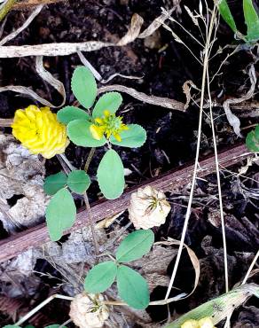 Fotografia 18 da espécie Trifolium campestre no Jardim Botânico UTAD