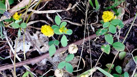 Fotografia da espécie Trifolium campestre