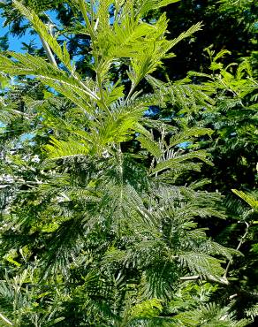 Fotografia 14 da espécie Acacia dealbata no Jardim Botânico UTAD