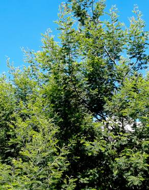 Fotografia 15 da espécie Acacia dealbata no Jardim Botânico UTAD