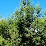 Fotografia 15 da espécie Acacia dealbata do Jardim Botânico UTAD
