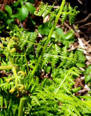 Fotografia 15 da espécie Pteridium aquilinum subesp. aquilinum no Jardim Botânico UTAD