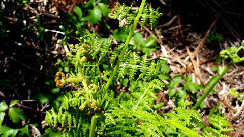 Fotografia da espécie Pteridium aquilinum subesp. aquilinum