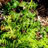 Fotografia 15 da espécie Pteridium aquilinum subesp. aquilinum do Jardim Botânico UTAD