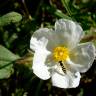 Fotografia 3 da espécie Cistus psilosepalus do Jardim Botânico UTAD