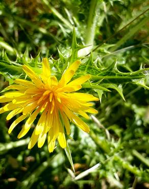 Fotografia 17 da espécie Scolymus hispanicus no Jardim Botânico UTAD