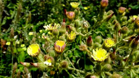 Fotografia da espécie Andryala integrifolia