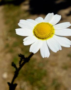 Fotografia 12 da espécie Anacyclus clavatus no Jardim Botânico UTAD