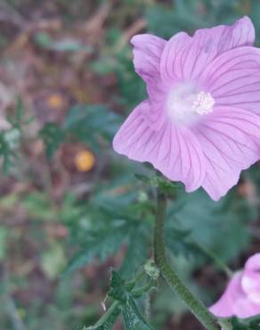 Fotografia 18 da espécie Malva tournefortiana no Jardim Botânico UTAD